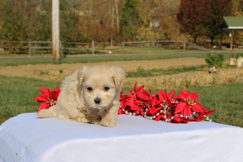 puppy, for, sale, Maltipoo, Matthew B. Stoltzfus, dog, breeder, Gap, PA, dog-breeder, puppy-for-sale, forsale, nearby, find, puppyfind, locator, puppylocator, aca